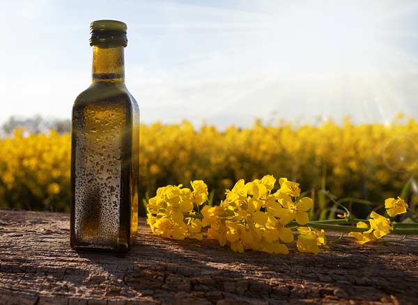 Rapeseed Oil Suppliers