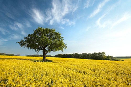 Rape Field